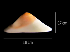 Calyptraea mamillaris