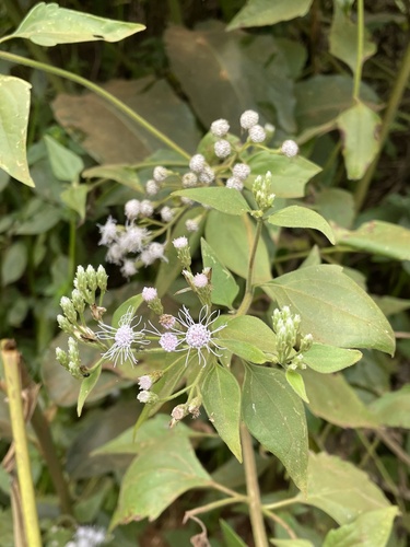 Siam weed