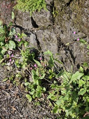 Emilia javanica, photograph 胡正恆(Jackson Hu), CC BY, iNaturalist via GBIF