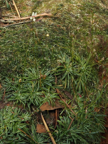 Image of Stylidium caespitosum by (c) Hugo Innes, some rights reserved (CC BY)