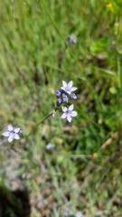 Gilia achilleifolia