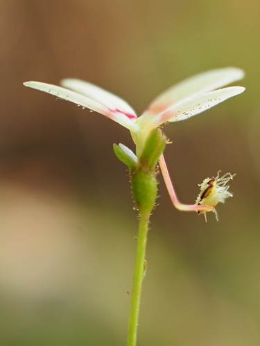 Image of Stylidium caespitosum by (c) Hugo Innes, some rights reserved (CC BY)