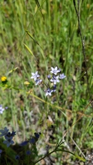 Gilia achilleifolia
