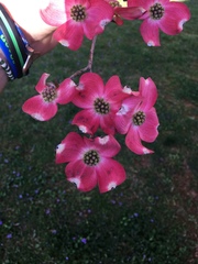 Cornus florida rubra