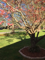 Cornus florida rubra