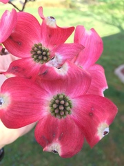 Cornus florida rubra