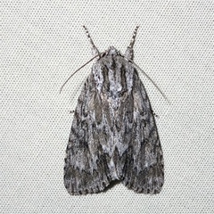 Acronicta longa