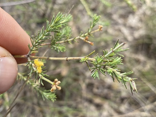 Acacia galioides observed 2024-01-12