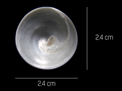 Calyptraea mamillaris