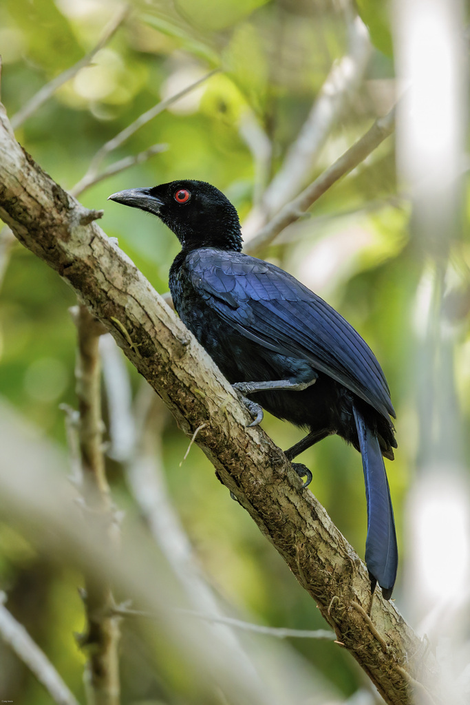 Glossy-mantled Manucode photo