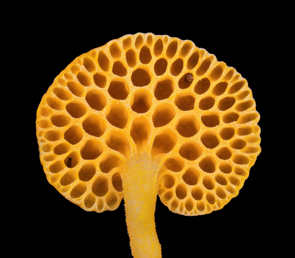orange pore fungus