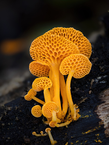 Orange Pore Fungus