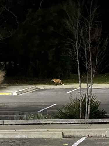 Red Fox photographed in Louisiana