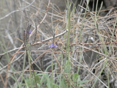 Lavandula minutolii, photograph (c) Josh Hedley, some rights reserved (CC BY)