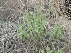 Lavandula minutolii, photograph (c) Josh Hedley, some rights reserved (CC BY)
