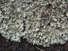 Xanthoparmelia stenophylla