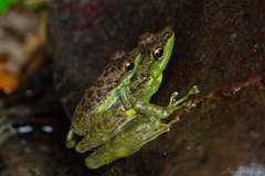 Black-Spotted Rock Frog photo 3