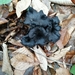 Borazan mantarı (Craterellus cornucopioides)