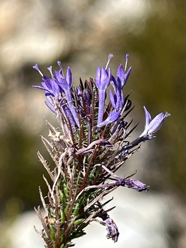 Slender Mercybell (Merciera eckloniana)