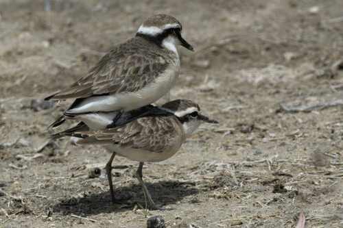 Kittlitz's Plover