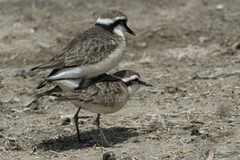 Kittlitz's Plover photo 2