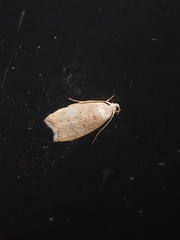 Scythropiodes
