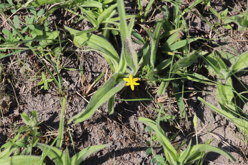 African Stargrass (Hypoxis hemerocallidea)