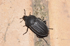 Silpha puncticollis