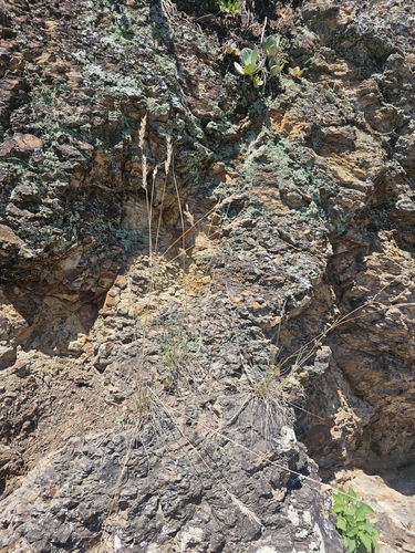 Rytidosperma biannulare observed 2024-01-03