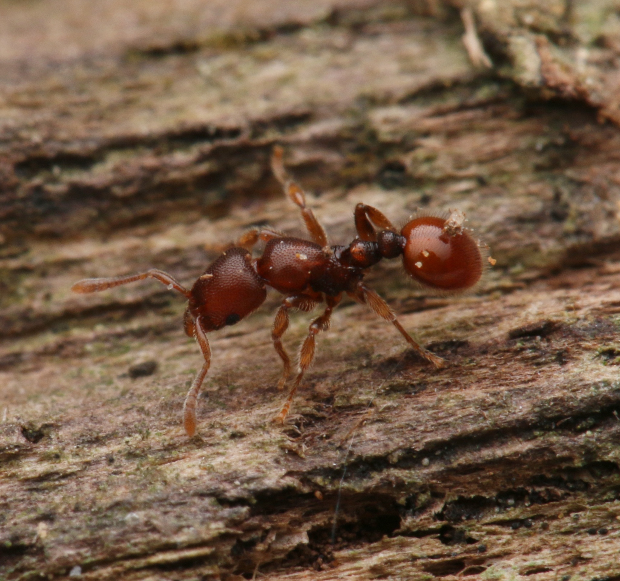 Lasiomyrma