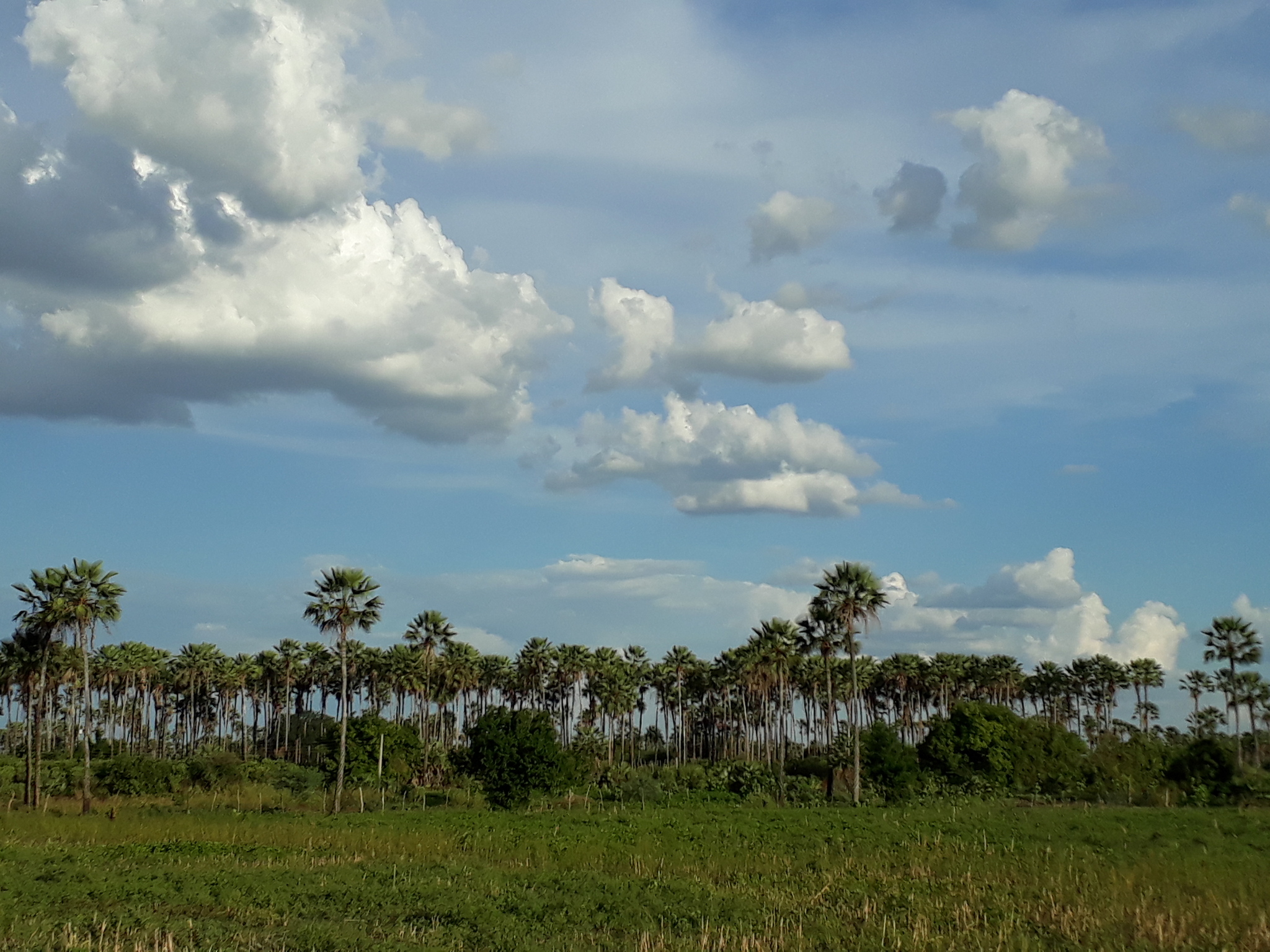 Copernicia prunifera