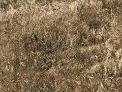 Opuntia basilaris treleasei