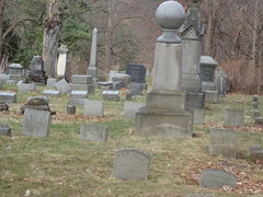 Sciurus carolinensis pennsylvanicus