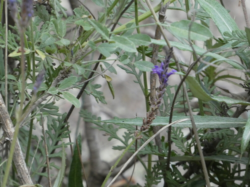 Image of Lavandula canariensis by (c) Josh Hedley, some rights reserved (CC BY)