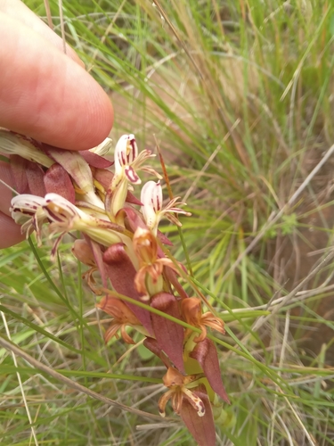 Image of Satyrium cristatum by (c) James Rodger, some rights reserved (CC BY)
