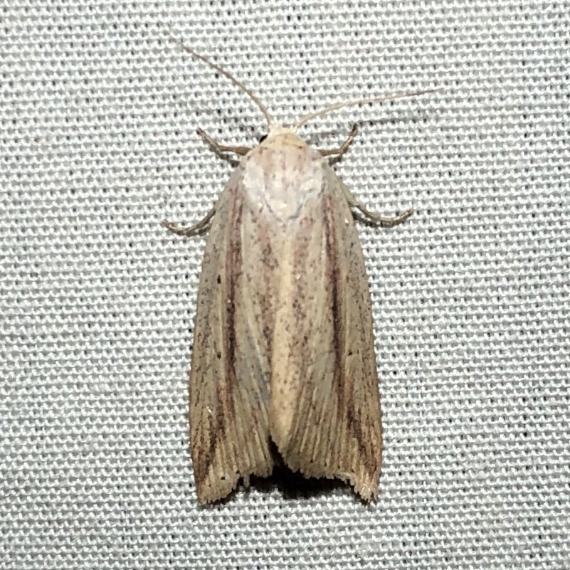 Amolita