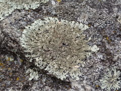 Xanthoparmelia plittii