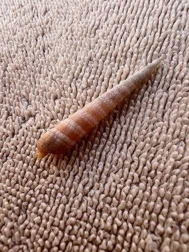 Terebra babylonia observed 2023-12-28
