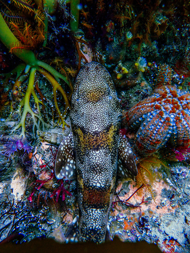 Puffadder shyshark photographed at Western Cape, ZA