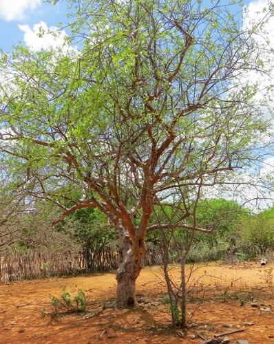 Image of Commiphora leptophloeos by (c) Gustavo Sandres, some rights reserved (CC BY-SA)