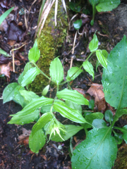 Prosartes lanuginosa