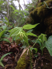 Prosartes lanuginosa
