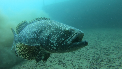 Giant Grouper