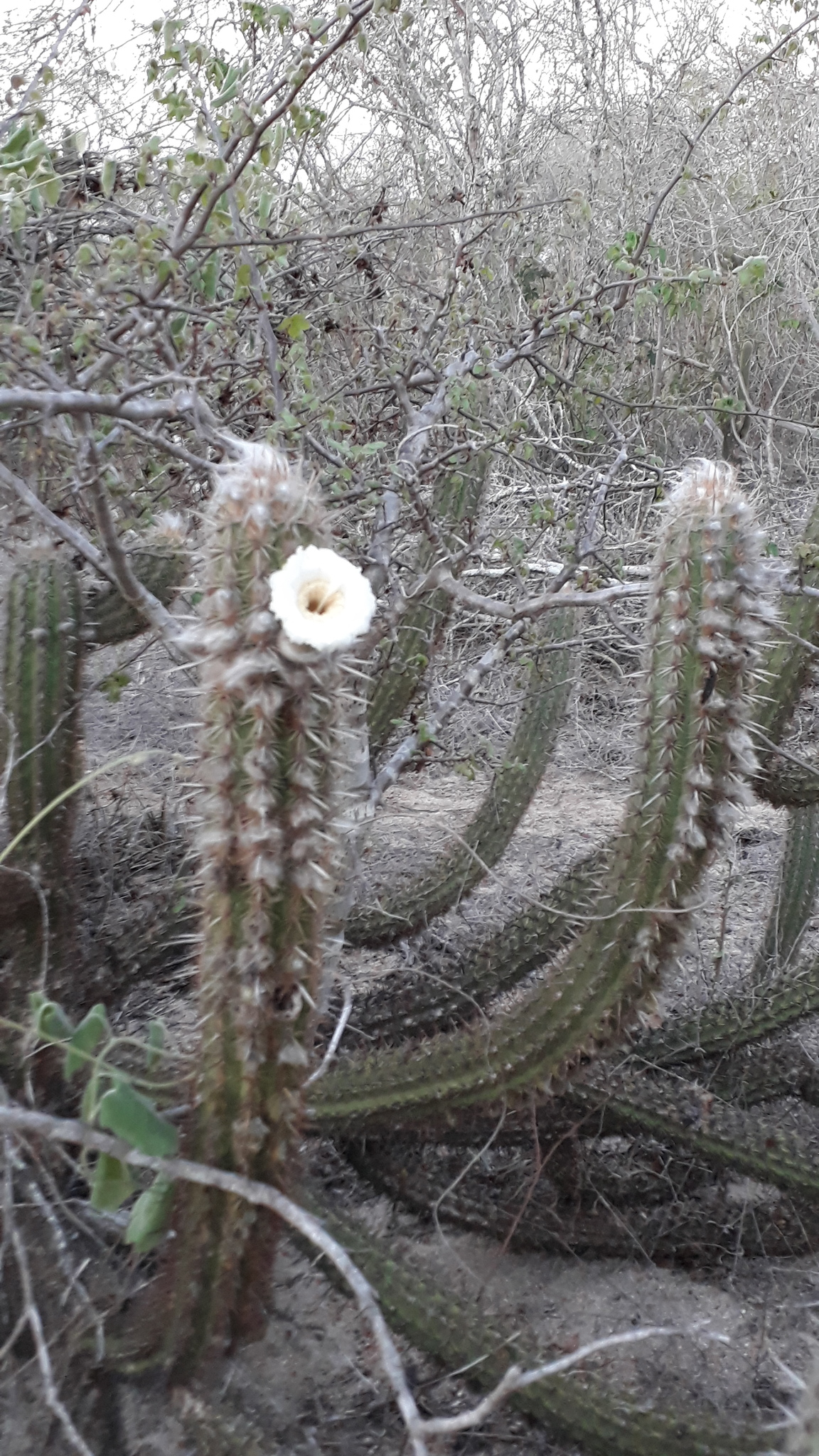 Xiquexique gounellei