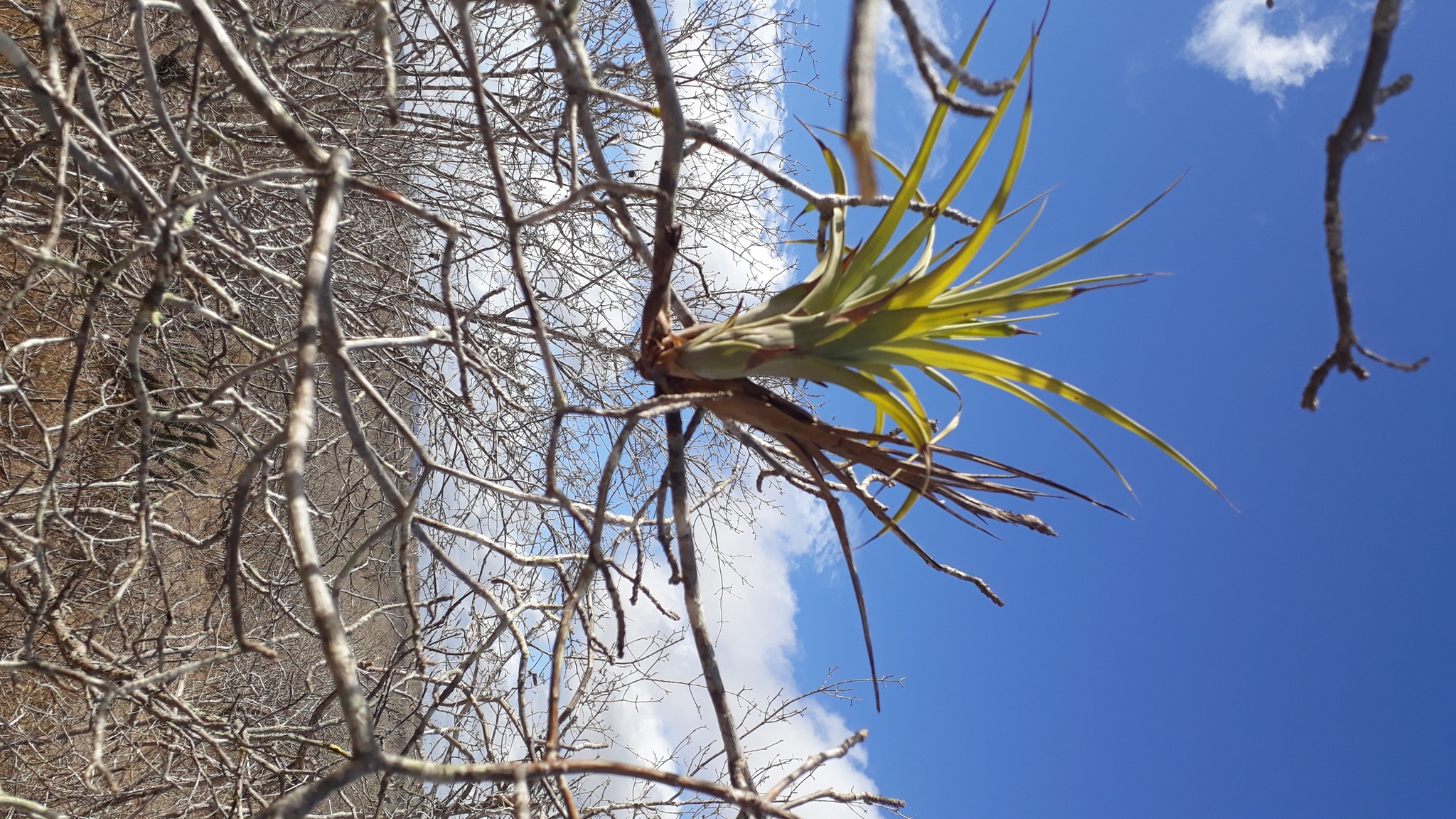 Tillandsia polystachia