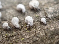 Porodisculus pendulus