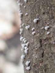 Porodisculus pendulus