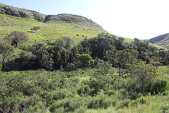 Leucadendron pondoense