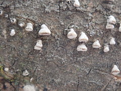 Porodisculus pendulus