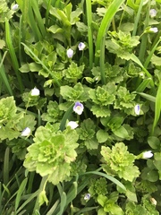 Veronica persica
